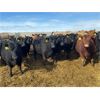Image 2 : Rattlesnake Feeders - 750# May Heifers - 85 Head (Medicine Hat, AB)