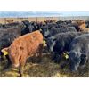 Image 3 : Rattlesnake Feeders - 750# May Heifers - 85 Head (Medicine Hat, AB)