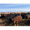Image 4 : Rattlesnake Feeders - 750# May Heifers - 85 Head (Medicine Hat, AB)