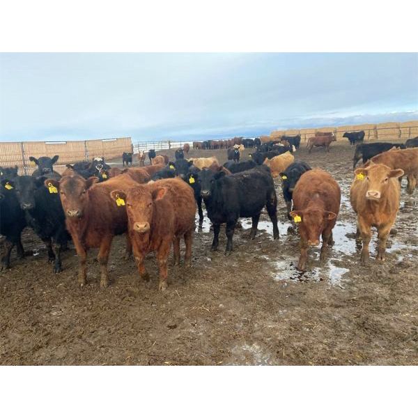 Rattlesnake Feeders - 825# May Heifers - 150 Head (Medicine Hat, AB)
