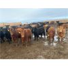 Image 1 : Rattlesnake Feeders - 825# May Heifers - 150 Head (Medicine Hat, AB)