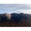 Image 3 : Rattlesnake Feeders - 825# May Heifers - 150 Head (Medicine Hat, AB)