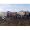 Image 4 : Rattlesnake Feeders - 825# May Heifers - 150 Head (Medicine Hat, AB)