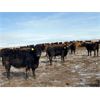 Image 6 : Rattlesnake Feeders - 825# May Heifers - 150 Head (Medicine Hat, AB)