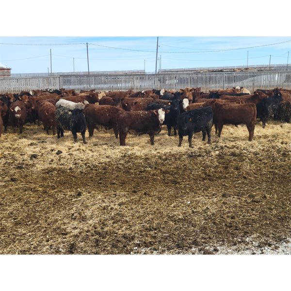 Bueckert Farms Ltd. - 840# May Heifers - 225 Head (Burdett, AB)