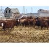 Image 2 : Bueckert Farms Ltd. - 840# May Heifers - 225 Head (Burdett, AB)
