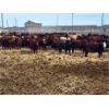 Image 3 : Bueckert Farms Ltd. - 840# May Heifers - 225 Head (Burdett, AB)