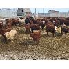 Image 4 : Bueckert Farms Ltd. - 840# May Heifers - 225 Head (Burdett, AB)