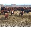 Image 5 : Bueckert Farms Ltd. - 840# May Heifers - 225 Head (Burdett, AB)