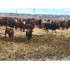 Image 6 : Bueckert Farms Ltd. - 840# May Heifers - 225 Head (Burdett, AB)