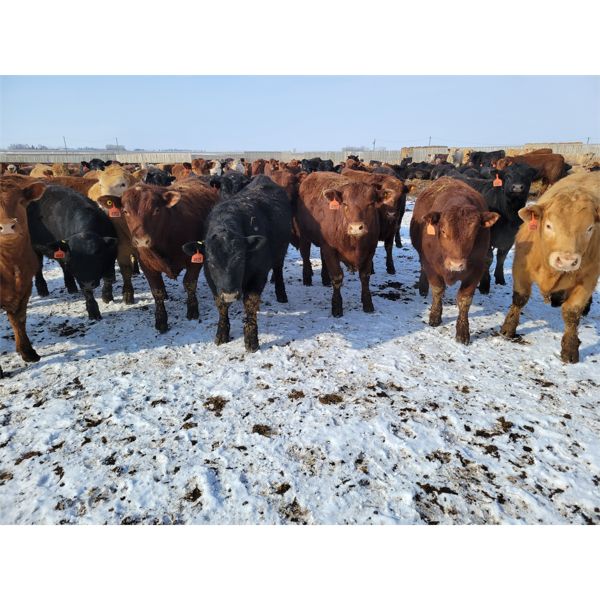 Cattlewood Farms Ltd. - 890# Steers - 210 Head (Fincastle, AB)
