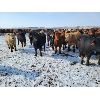 Image 3 : Cattlewood Farms Ltd. - 890# Steers - 210 Head (Fincastle, AB)