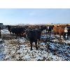 Image 5 : Cattlewood Farms Ltd. - 890# Steers - 210 Head (Fincastle, AB)