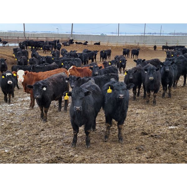 Tanner Betcker - 810# May Heifers - 225 Head (Medicine Hat, AB)