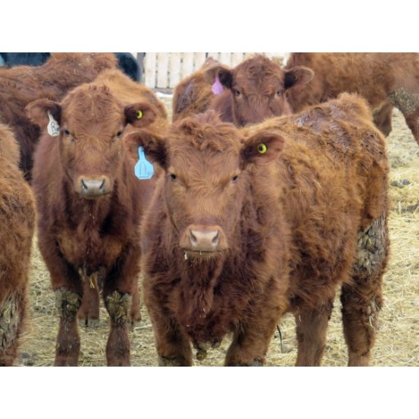 Jeff & Bonnie Resch - 650# Steers - 85 Head (Leader, SK)
