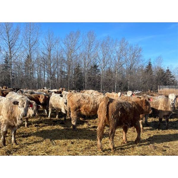 Range 45 Ranch Ltd. - 830# Heifers - 74 Head (Dewberry, AB)