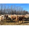 Image 1 : Range 45 Ranch Ltd. - 830# Heifers - 74 Head (Dewberry, AB)