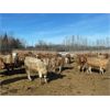 Image 2 : Range 45 Ranch Ltd. - 830# Heifers - 74 Head (Dewberry, AB)