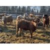 Image 5 : Range 45 Ranch Ltd. - 830# Heifers - 74 Head (Dewberry, AB)