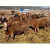 Image 6 : Range 45 Ranch Ltd. - 830# Heifers - 74 Head (Dewberry, AB)