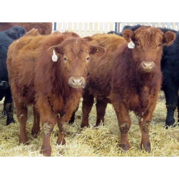 Jeff & Bonnie Resch - 720# Steers - 71 Head (Leader, SK)