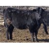 Image 2 : Turtleview Livestock - 950# October Grass Heifers - 126 Head (Goodlands, MB)