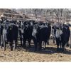 Image 5 : Turtleview Livestock - 950# October Grass Heifers - 126 Head (Goodlands, MB)