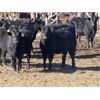 Image 3 : Turtleview Livestock - 950# November Grass Heifers - 126 Head (Goodlands, MB)