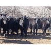 Image 6 : Turtleview Livestock - 950# November Grass Heifers - 126 Head (Goodlands, MB)