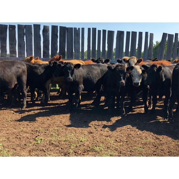 J5 Stock Farms - 875# September Grass Steers - 65 Head (Darwell, AB)