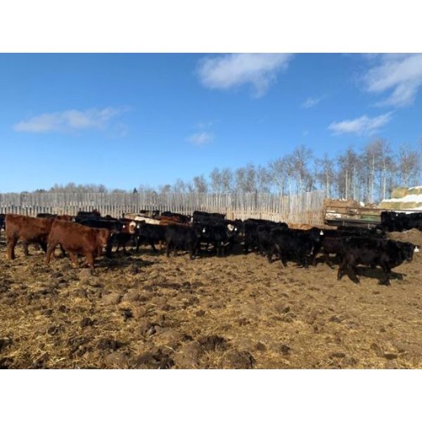 Burnt Out Creek Ranch - 800# September Grass Heifers - 225 Head (Crooked River, SK)