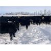 Image 1 : Ed Curry Ranching Ltd. - 665# Steers - 190 Head (Big Stone, AB)