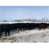 Image 2 : Ed Curry Ranching Ltd. - 665# Steers - 190 Head (Big Stone, AB)