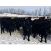 Image 3 : Ed Curry Ranching Ltd. - 665# Steers - 190 Head (Big Stone, AB)
