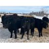 Image 4 : Ed Curry Ranching Ltd. - 665# Steers - 190 Head (Big Stone, AB)