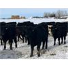 Image 5 : Ed Curry Ranching Ltd. - 665# Steers - 190 Head (Big Stone, AB)