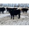 Image 6 : Ed Curry Ranching Ltd. - 665# Steers - 190 Head (Big Stone, AB)