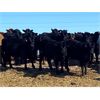 Image 1 : Lobo Ranching - 680# Heifers - 180 Head (Madden, AB)