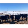 Image 4 : Lobo Ranching - 680# Heifers - 180 Head (Madden, AB)