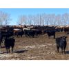 Image 5 : Lobo Ranching - 680# Heifers - 180 Head (Madden, AB)