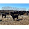 Image 6 : Lobo Ranching - 680# Heifers - 180 Head (Madden, AB)