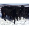 Image 2 : Turtleview Farms - 700# Steers - 80 Head (Goodlands, MB)