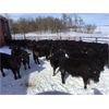 Image 5 : Turtleview Farms - 700# Steers - 80 Head (Goodlands, MB)