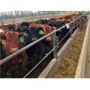 Image 4 : Creekstone Farms - 750# Heifers - 139 Head (Strathmore, AB)