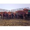Image 5 : Creekstone Farms - 750# Heifers - 139 Head (Strathmore, AB)