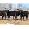 Image 5 : Diamond C Farms - 875# September Grass Heifers - 140 Head (Roblin, MB)