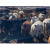 Image 1 : Lowe Ranches - 695# Heifers - 99 Head (Nanton, AB)