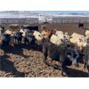 Image 2 : Lowe Ranches - 695# Heifers - 99 Head (Nanton, AB)