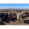 Image 4 : Lowe Ranches - 695# Heifers - 99 Head (Nanton, AB)