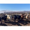 Image 5 : Lowe Ranches - 695# Heifers - 99 Head (Nanton, AB)